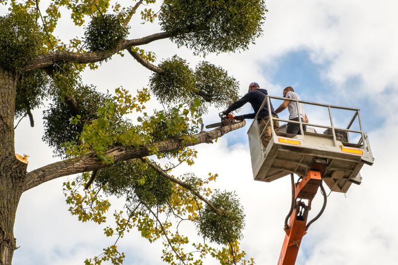 Residential Tree Service detail