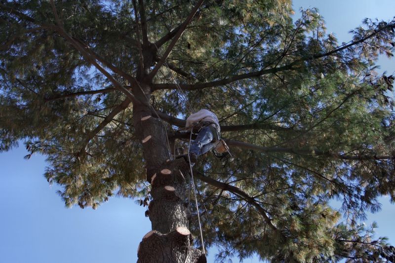 Tree Trimming Equipment in Action