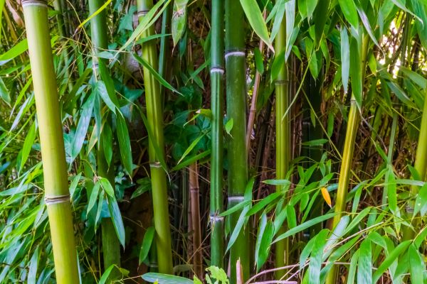 Bamboo Trimming in Davenport