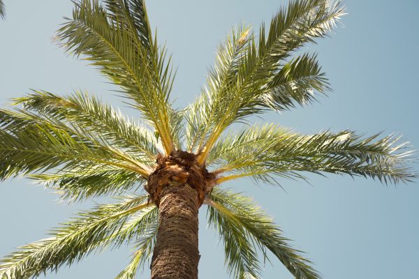 Palm Tree Pruning in Davenport