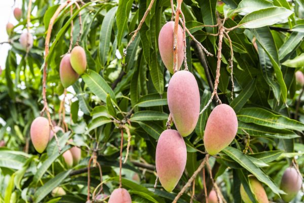 Mango Tree Trimming in Davenport