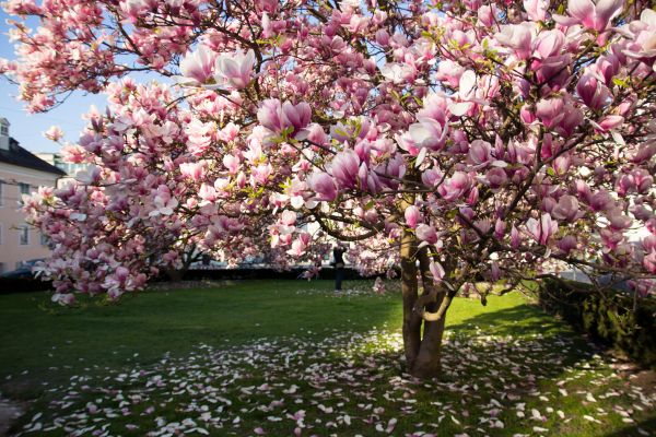 Ornamental Tree Pruning in Davenport