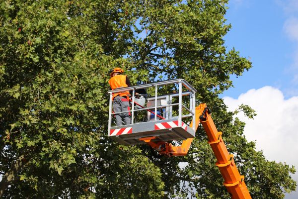 Commercial Tree Service in Davenport