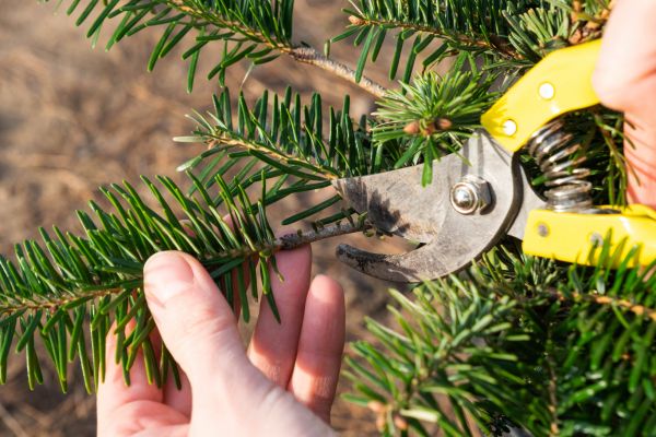 Pine Tree Pruning in Davenport