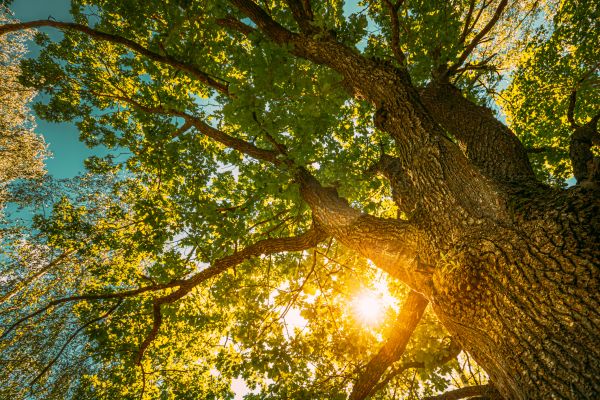 Oak Tree Pruning in Davenport