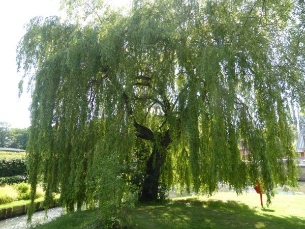 Willow Tree Trimming in Davenport