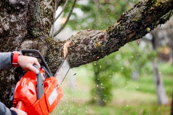 Tree Limbs Removal in Davenport