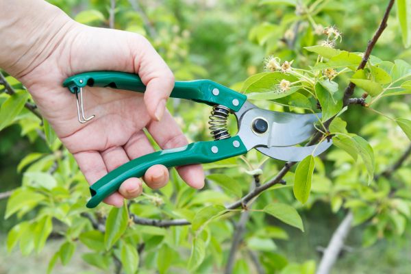 Pear Tree Pruning in Davenport