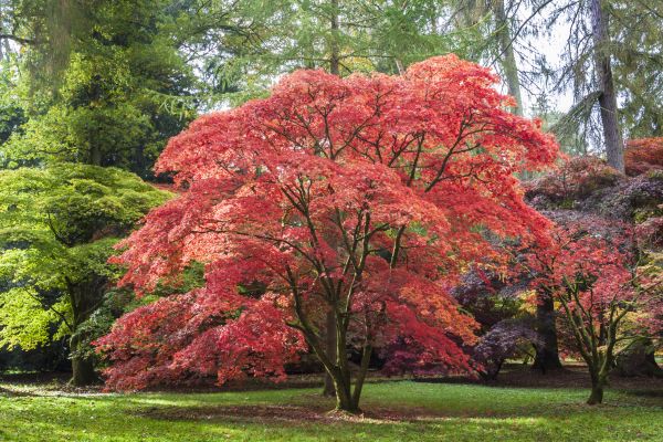 Japanese Maple Pruning in Davenport