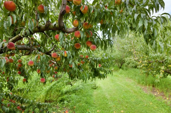 Peach Tree Pruning in Davenport