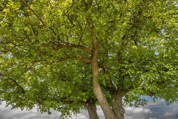 Walnut Tree Trimming in Davenport