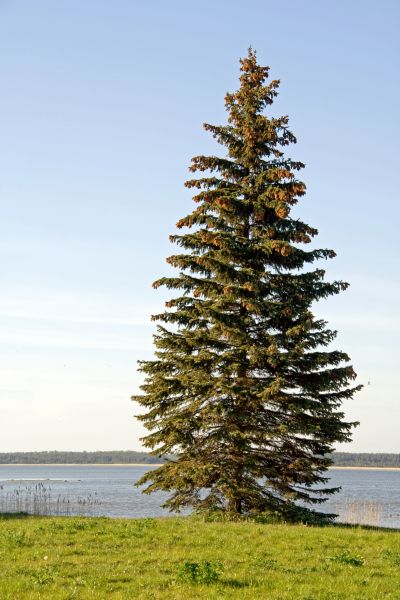 Spruce Tree Pruning in Davenport