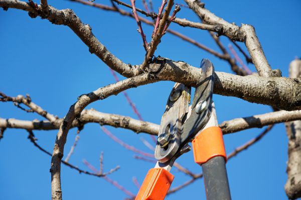 Peach Tree Trimming in Davenport