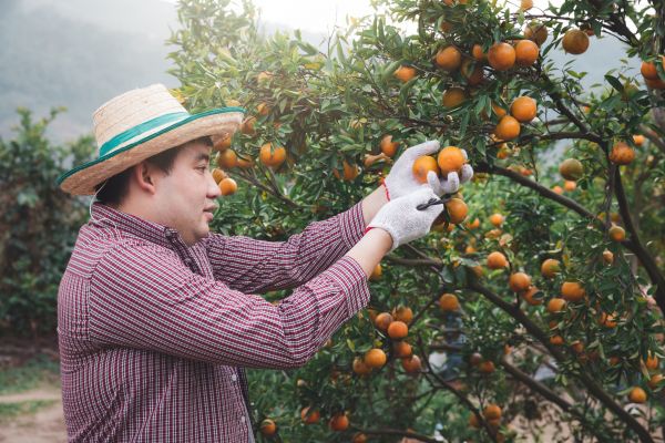 Orange Tree Pruning in Davenport