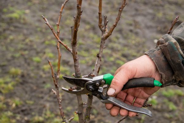 Pear Trees Pruning in Davenport