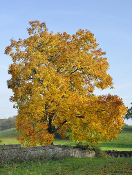 Hickory Tree Trimming in Davenport