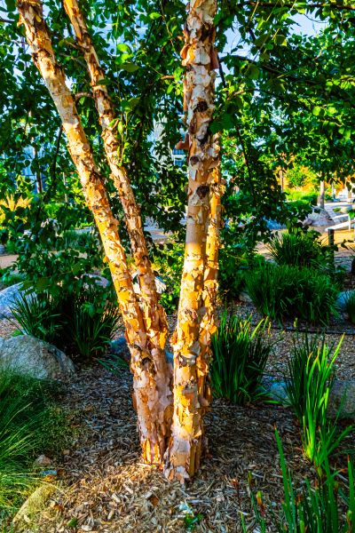 River Birch Trimming in Davenport