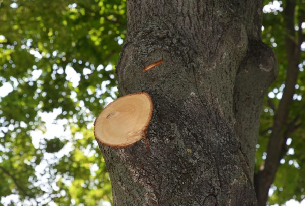 Limb Cutting in Davenport