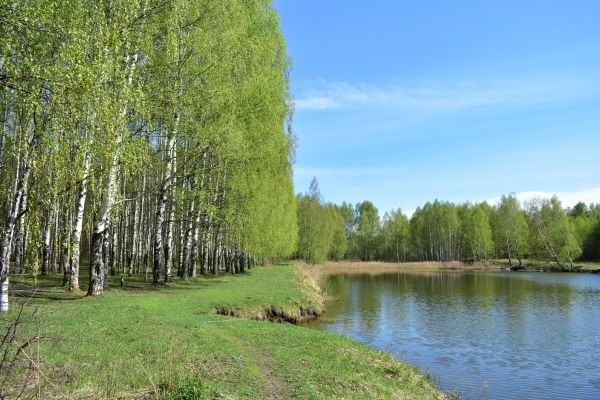 River Birch Pruning in Davenport
