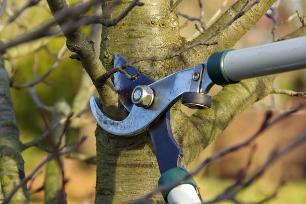 Tree Limb Trimming Service in Davenport