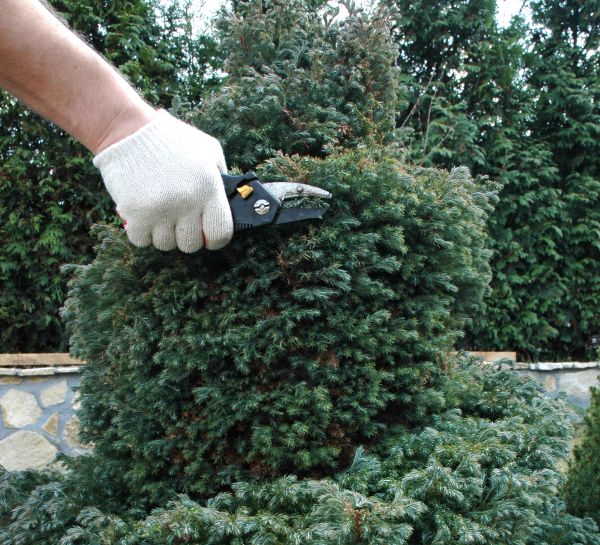 Ornamental Tree Trimming in Davenport