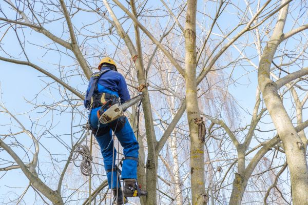 Large Tree Trimming in Davenport