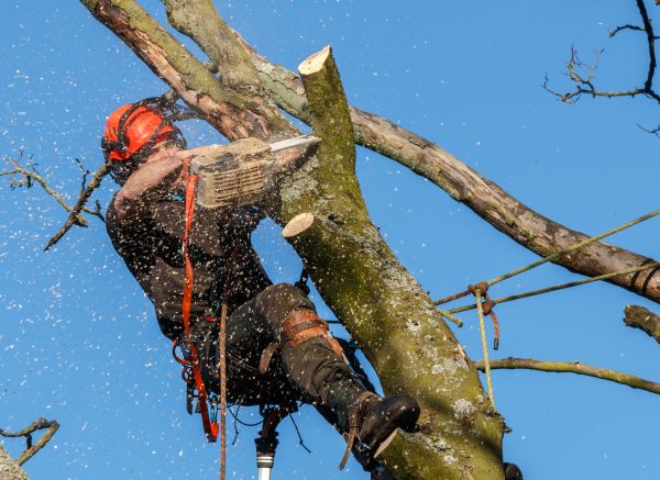 Tree Trimming Service in Davenport