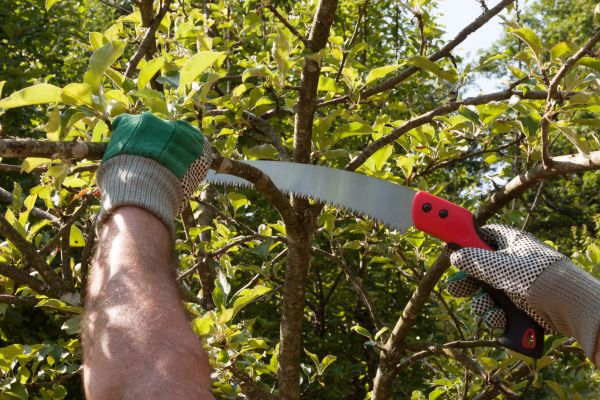 Apple Tree Trimming in Davenport